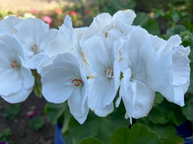 Beyaz at nalı sardunya çiçekli yakın plan görüntüsü