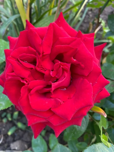 Czerwona Róża Rozkwicie Bliska Widok — Zdjęcie stockowe