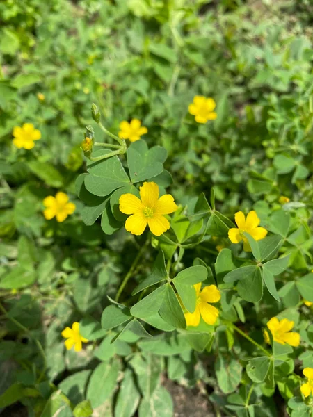 Woodsorrel Amarelo Esbelto Flor Close Vista Dele — Fotografia de Stock