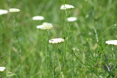 Üzerinde küçük bir hata olan çiçek açmış sıradan bir kiriş görüntüsü