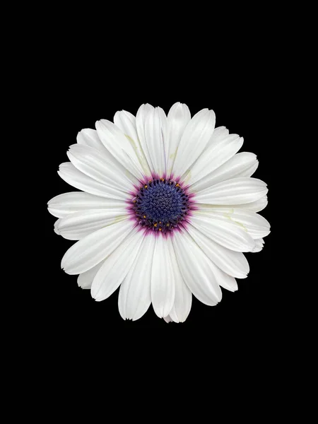 Siyah arka planda, çiçek açmış bir pelerin Marguerite.