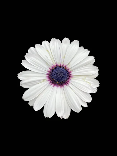 Marguerite Mys Květu Zblízka Izolované Černém Pozadí Stock Obrázky