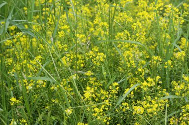 Çiçekli manzaralı karyola kamışı.