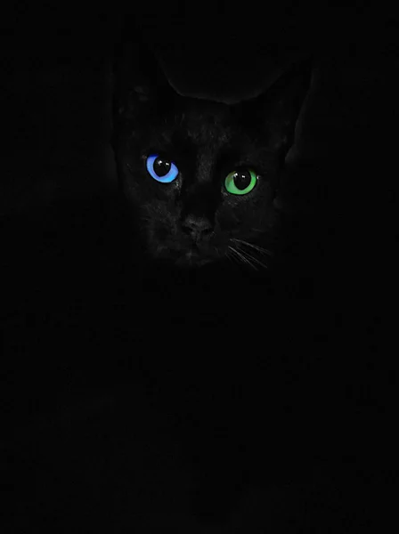 Mavi ve yeşil gözler, siyah arka planda izole edilmiş kara kedi.