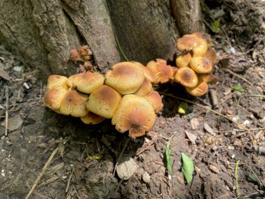 Kadife şiş mantarlar bir ağacın dibine yakın çekim görüntüsü