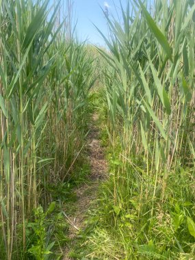 Yeşil sazlıklar arasındaki yol onun görüntüsü