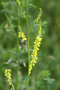 Sarı tatlı yonca seçici odak yakın plan görünümü