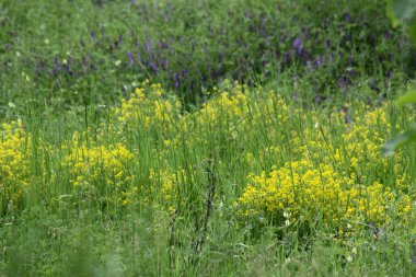 Bahçe sarısı roket manzarası seçici odak görünümü