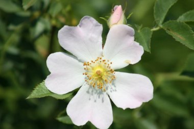 Köpek çiçek açmış, yakın plan yeşil arka plan