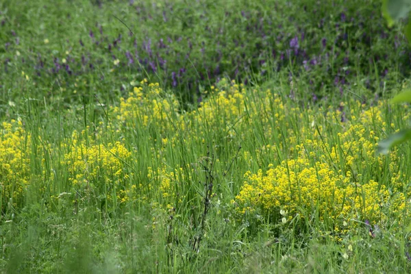 Bahçe sarısı roket manzarası seçici odak görünümü