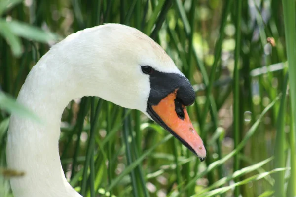 Witte Zwanenkop Profiel Weergave Close — Stockfoto