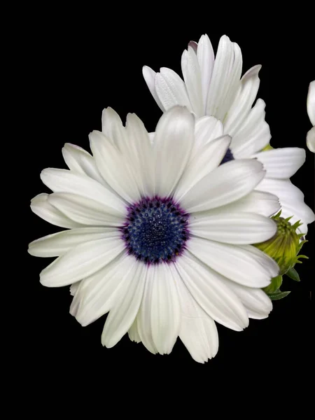 White cape marguerite in bloom close-up view isolated on black