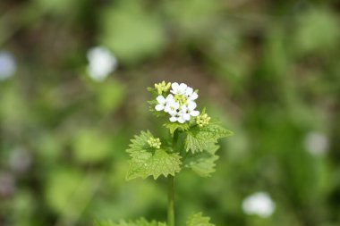 Çiçek açan sarımsaklı hardal, yakın plan yeşil arka plan.