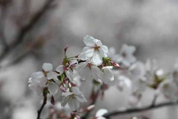 Japon kirazı, yakından bakınca çiçek açıyor.