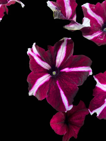 Красно Белый Сад Petunia Цвету Крупным Планом Зрения Изолированы Черном — стоковое фото