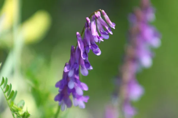 Wicken Blüte Nahaufnahme Mit Grünem Hintergrund — Stockfoto