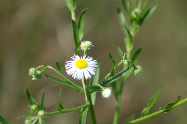 Çiçek açan Daisy Fleabane yeşil arka planda yakın plan görüntüsü