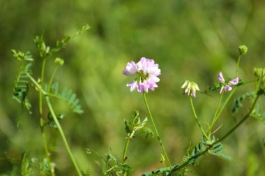 Çiçek açan, yeşil arka planda yaygın bir Crownvetch görüntüsü