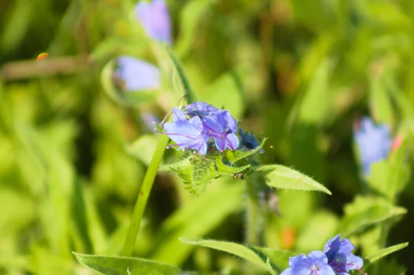 Viper Bugloss Bloom Close View Green Background — Stock Photo, Image