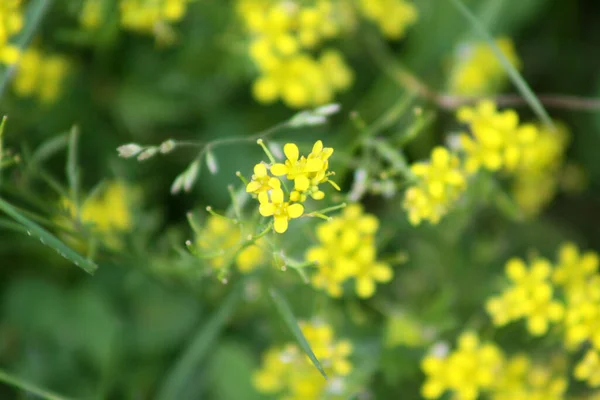 Creeping Yellowcress Bloom Close Προβολή Πράσινο Φόντο — Φωτογραφία Αρχείου