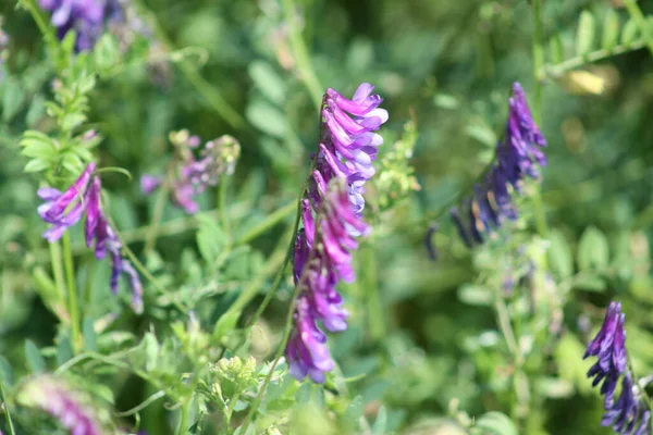 Hairy Vetch Bloom Close View Green Plants Background — Stock Photo, Image