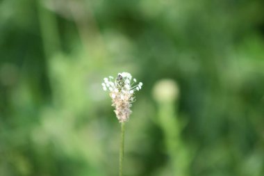 Pirzola, muz tohumu ve çiçek, yakından bakınca...
