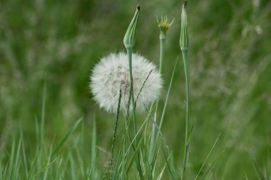 Sarı salamura tohumlar ve çiçekler çiçek açmaya hazır.