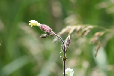 Beyaz kamp alanı seçici odak noktasında çiçek açmaya başlıyor