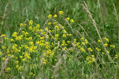 Çiçek açan Avustralya sarı teresi seçici odaklı yakın plan görüntüsü