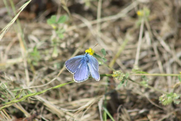 選択的フォーカス背景を持つ植物のクローズアップビュー上の青い蝶 — ストック写真