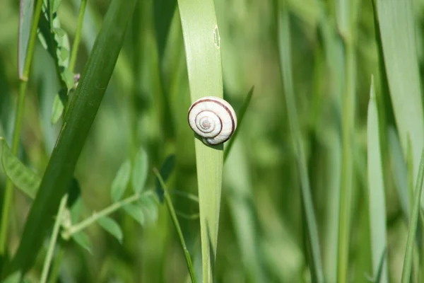 Snail Blade Grass Close View Selective Focus — Stock Photo, Image