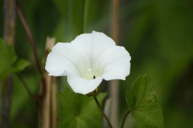Yeşil arka planda çiçek açan çit yosunu yakın plan görüntüsü