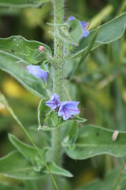 Mavi Viper 'ın dinleme cihazının yakın plan görüntüsü çiçek açıyor.