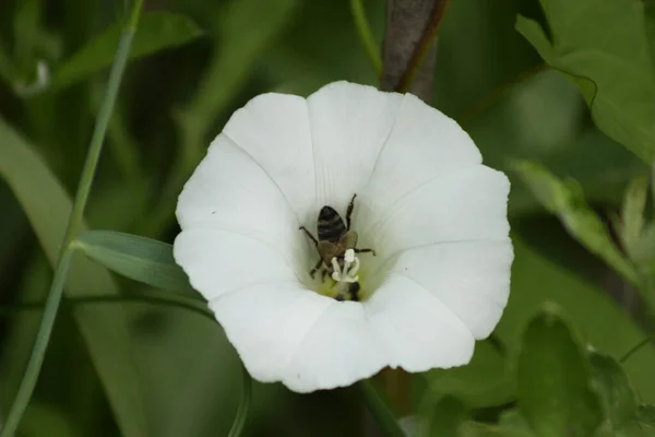 Hedge Bindweed Flor Vista Close Com Uma Abelha Dentro — Fotografia de Stock