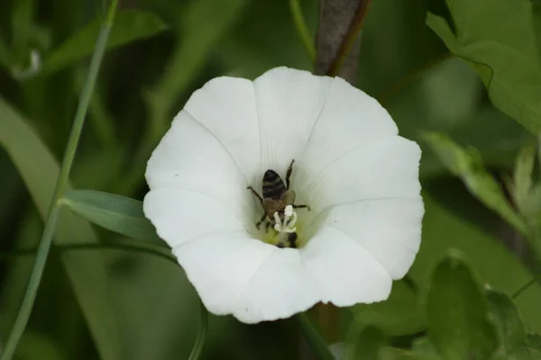 Heckensträucher Voller Blüte Aus Nächster Nähe Mit Einer Biene Inneren Stockbild