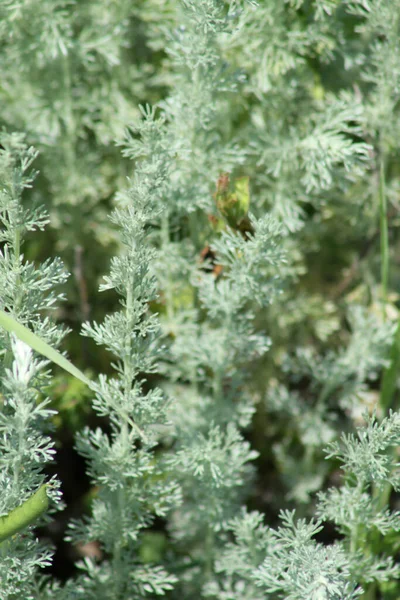 Roman Wormwood Leaves Close View Selective Focus — Stock Photo, Image