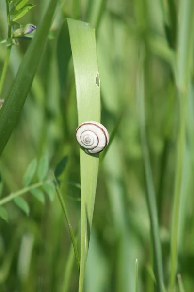 Small Snail Green Grass Close View — Stock Photo, Image