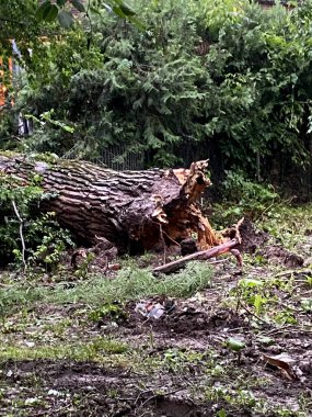 Güçlü bir fırtına tarafından kırılmış büyük bir ağaç.