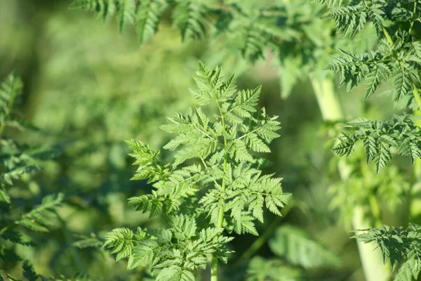 Poison Hemlock Leaves Close View Selective Focus Background — Stock Photo, Image