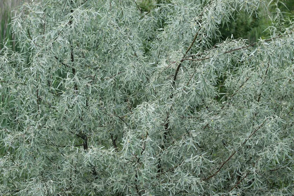 Çiçek açan Rus zeytin ağacının genel görünümü