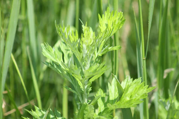 Genel mugwort yeşil yaprakları yakın çekim görünümü