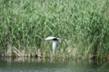 Arka planda seçici bir odak ile göl yüzeyine yakın uçan kara deniz feneri