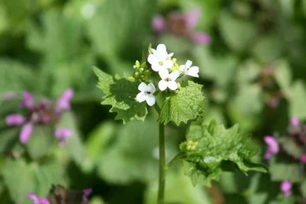 Garlic Mustard Flowers Bloom Close View Green Leaves Background — Stock Photo, Image
