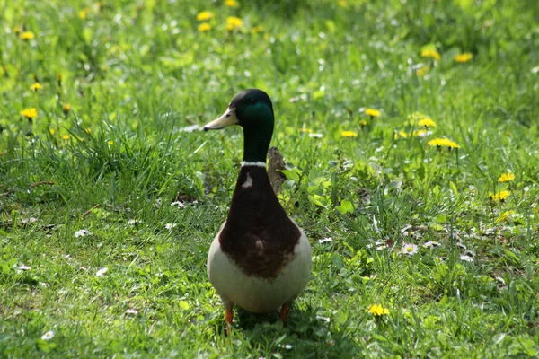 Vista Frontal Pato Macho Sobre Hierba Verde — Foto de Stock