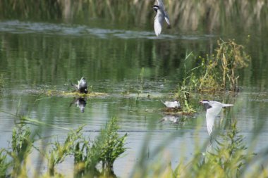 Arka planda seçici bir odak ile göl yüzeyine yakın uçan kara deniz feneri
