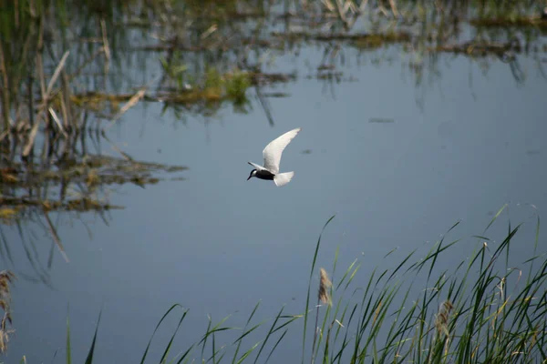 Sterne Noire Volant Près Surface Lac Avec Accent Sélectif Sur — Photo