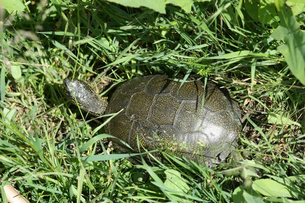Liten Sköldpadda Grönt Gräs Närbild Det — Stockfoto