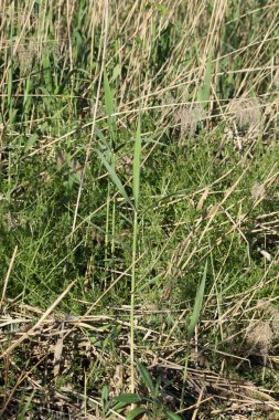 Genel kamış yeşili ve sarı genel görünümü