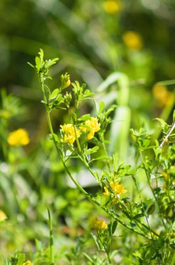 Yeşil seçici odak arkaplan ile çiçek yakın plan sarı lucerne