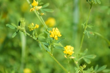Arkaplanda seçici odak ile çiçek açan orak tıbbı
